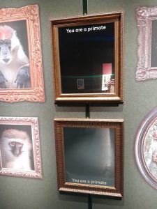 Two perspex mirrors in faux copper frames, displayed one on top of the other. The top mirror has white vinyl lettering applied that says 'You are a primate'.
